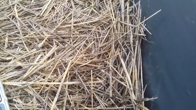 02 06 2021 Клубника сорта Ламбада, Азия смотреть онлайн