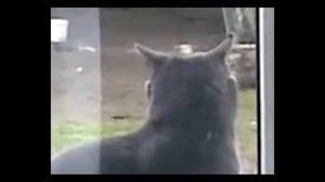 Прикол: Саня открой