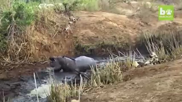 Бегемот спасает и убивает антилопу смотреть онлайн