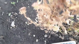 СЕМЕНА АСТРЫ НЕ ВЫЗРЕЛИ. ЧТО ДЕЛАТЬ.