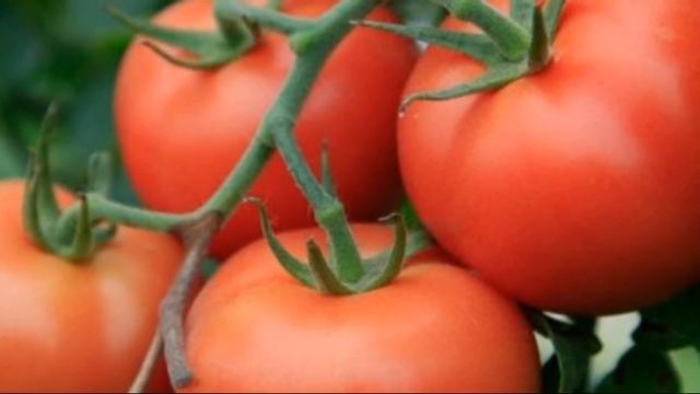 Томат тепличный высокоурожайный Евпатор смотреть онлайн