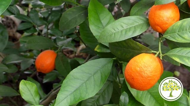 Павловский мандарин, цветение и плодоношение в Павловском питомнике смотреть онлайн