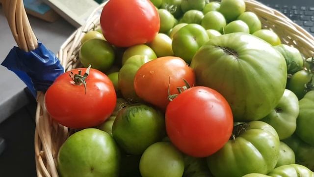 Зеленые помидоры на зиму.  Green tomatoes for the winter.313