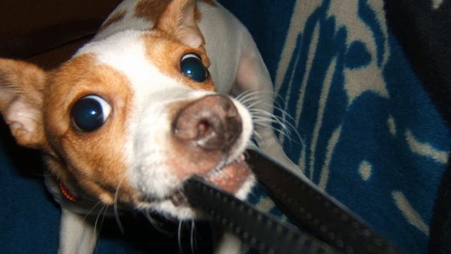 Metis Dog смотреть онлайн