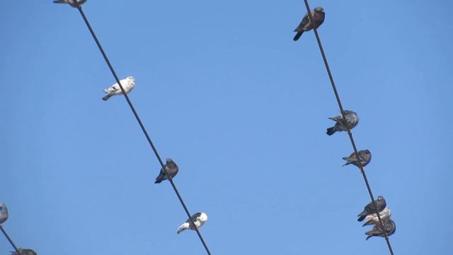 Голуби на проводах!Кирьят-Ям.Израиль.Kiryat-Yam. Israel. смотреть онлайн