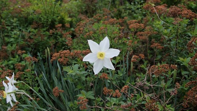Весенние цветы на загородном участке. Рекомендую сделать межевание участка. смотреть онлайн