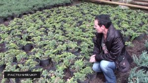 Можжевельник горизонтальный Голден Карпет / Можжевельник посадка и уход / хвойные растения