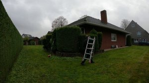 Kustorez. Coniferen trimming. Pruning the Thuja