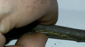 Новый способ размножении яблони черенками.Улучшенное размножение яблони черенками 100% приживаемост