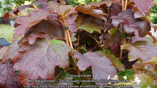 Гортензия дуболистная — зимостойкие сорта, посадка и уход