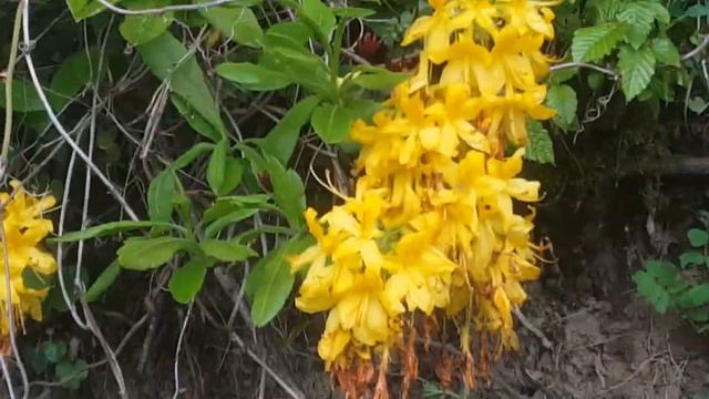 Лесная азалия смотреть онлайн