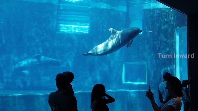 Dolphinesque - Calm and Soothing Music for Relaxation, Meditation, Stress Relief and Sleep смотреть онлайн