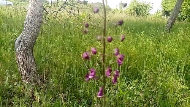 Коровяк фиолетовый. Регулятор работы кишечника.