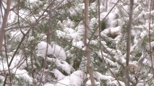 У волка, покусавшего людей, не выявили бешенство