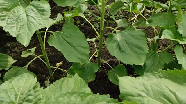 Увага! Септоріоз! Рятуємо соняшник! смотреть онлайн