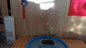 2.БОНСАЙ из МИРТА часть 2 формировка.mp4