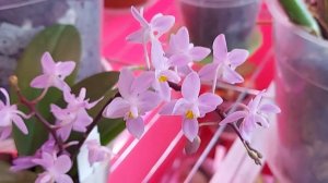 Ph. equestris "Mauve"