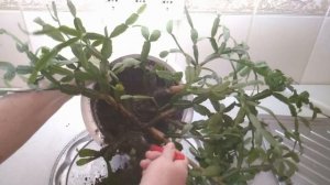 Подготовим цветок декабриста к будущему цветению..Decembrist or zygocactus Schlumbmergera