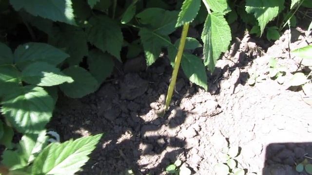 малина, сорт "Мария", 30 мая 2017 г. "рост" малины 1.8 метра. смотреть онлайн