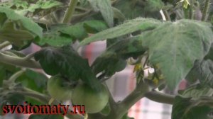 Комнатные томаты  Выращивание томатов зимой