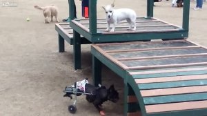 Пес на инвалидной коляске