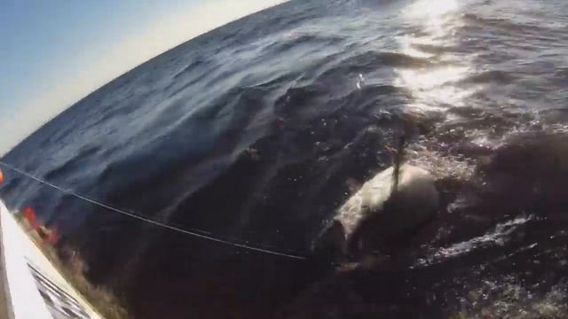 Огромные тунцы красивая съемкаHD 2019 смотреть онлайн