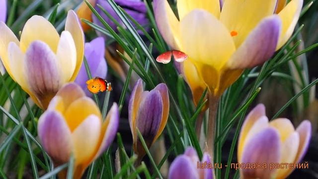 Крокус ботанический Эдванс ? обзор: как сажать, луковицы крокусы Эдванс смотреть онлайн