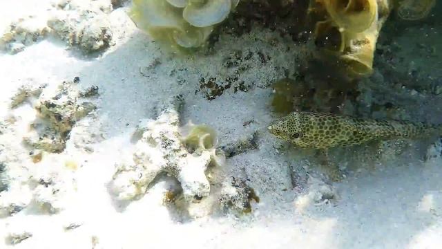 Epinephelus tauvina - Koralbras смотреть онлайн