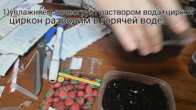 Земклуника "Купчиха" из семян. Выращивание земляники из семян.