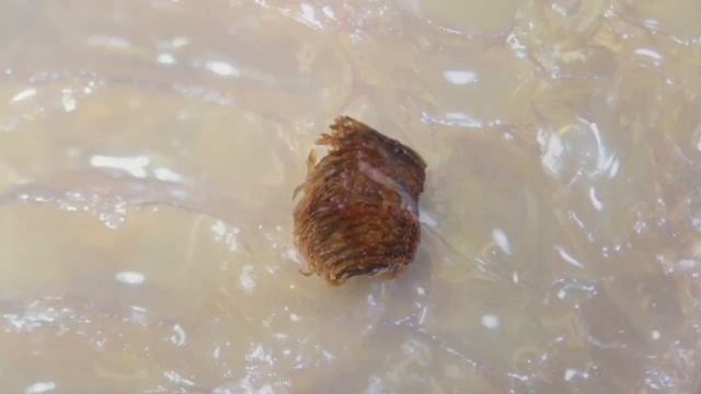 Внутри кокона богомола под микроскопом смотреть онлайн