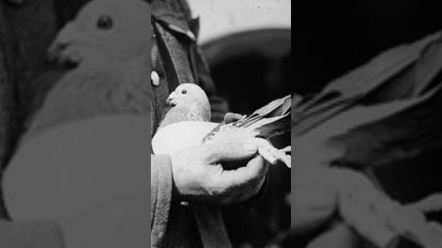 Animal Allies: The Use of Animals in World War I