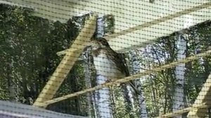 Овсянка-ремез