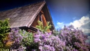 Песня "Отцвела моя сирень"