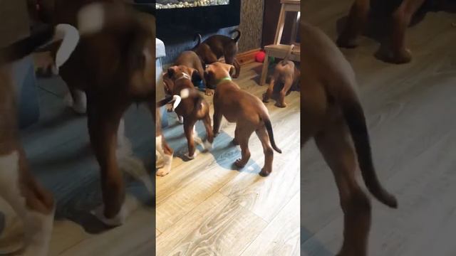 7 Boxer puppies Cute Boxer dog Boxer puppy Short @PetInTheRoom