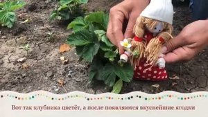 Как растет клубника? Клубника