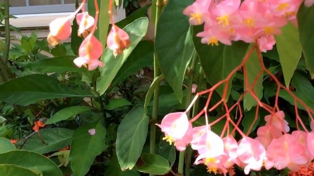 Angel wing Begonia. смотреть онлайн