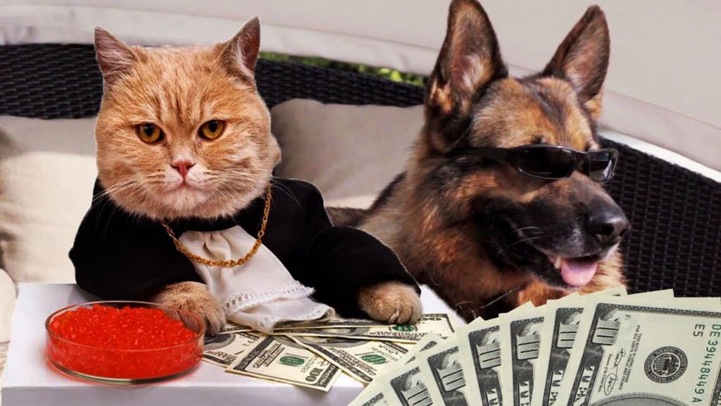 СМЕШНЫЕ КОШКИ И СОБАКИ