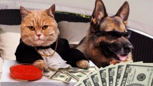 СМЕШНЫЕ КОШКИ И СОБАКИ