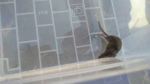 Малая белозубка (Crocidura suaveolens). Дагестан