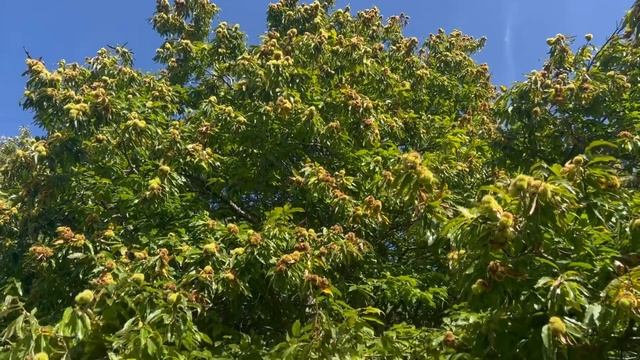 Британская забава: бой каштанами. Заодно расскажу о различии съедобных и ядовитых каштанов.