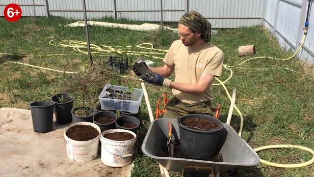 Катальпа - пересадка в 10 литровые ведра. смотреть онлайн