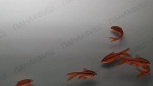 Барбус вишнёвый вуалевый (Barbus titteya)