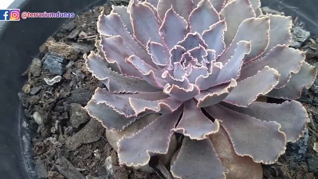 ECHEVERIA SHAVIANA PINK FRILLS (Planta Suculenta) смотреть онлайн