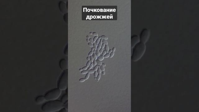 Почкование дрожжей под микроскопом