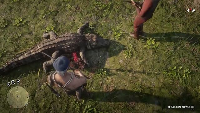 Modest Pelican Out of Context #5 смотреть онлайн