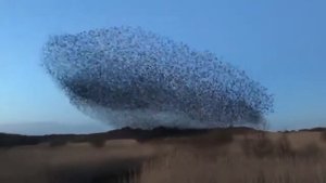 Мурмурация. Необычайное явление в мире птиц.