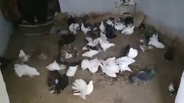 Алабай Чёрная Роза 🌹 Хобби Брата смотреть онлайн