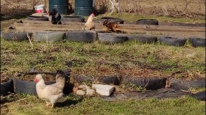 Игривый щенок Пти Брабансона гоняет кур и петуха.