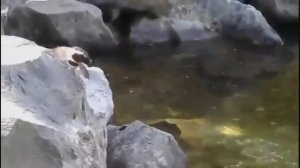 Прикольные пингвины.