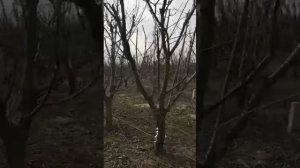 Обрезка черешни KGB. Как не надо делать.